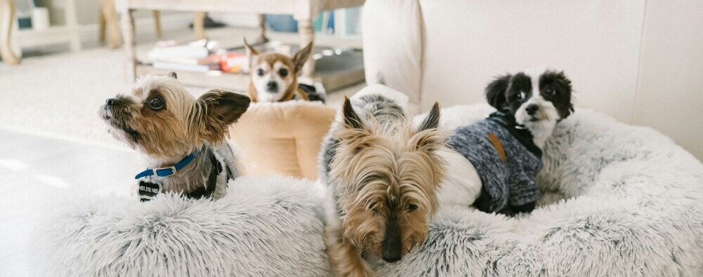 Condomínios e pets principais regras e boas práticas